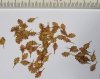 Model Scene L3-206 Northern Red Oak - dry leaves 1/32, 1/35